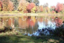 Photo of Walker Pond in fall - trees on far shore in Autumn colors  - there are many Geese forming almost a &quot;line&quot; across the water-  Thank You to Joshua Chapman